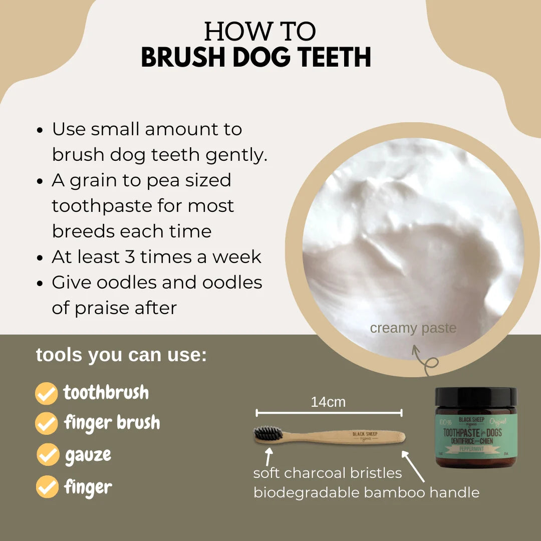 Instructions on how to brush a dog's teeth with a visual of toothpaste and tools Black sheep tooth paste at Harmony Pet Supplies, Scarborough.
