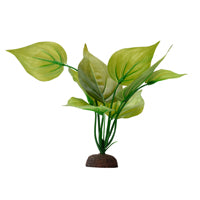 Fluval Aqualife Plant Scapes Variegated Lizard's Tail Harmony Pet Supplies Scarborough