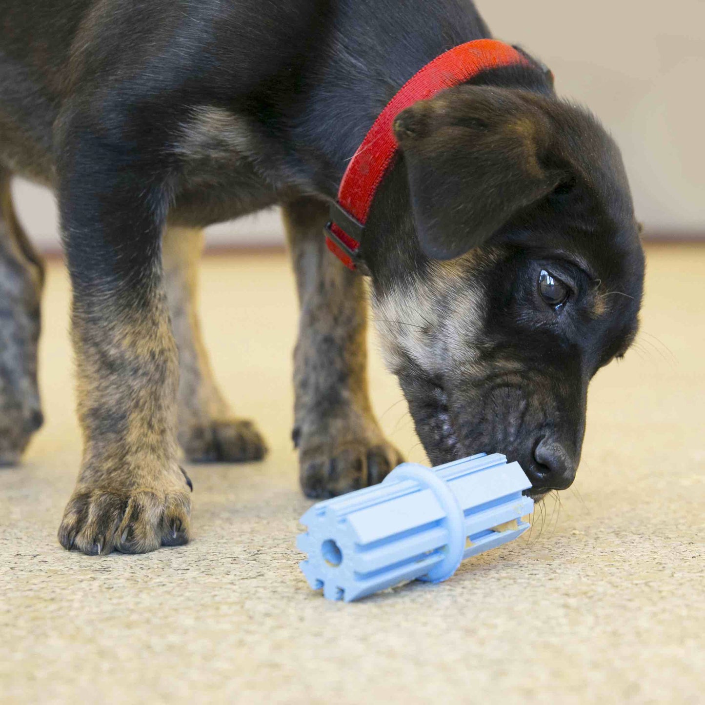 Kong - Teething Stick Puppy - Large Harmony Pet Supplies Scarborough