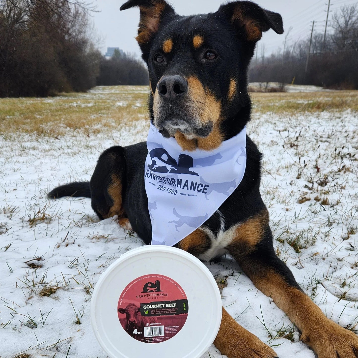 Dog wearing a bandana with a product label in a snowy field