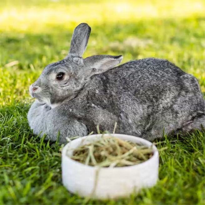 Standlee - Hand Selected Timothy Grass Harmony Pet Supplies Scarborough