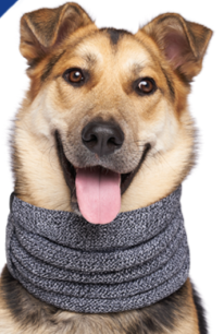 Canada Pooch® Sierra Scarf Grey Mix