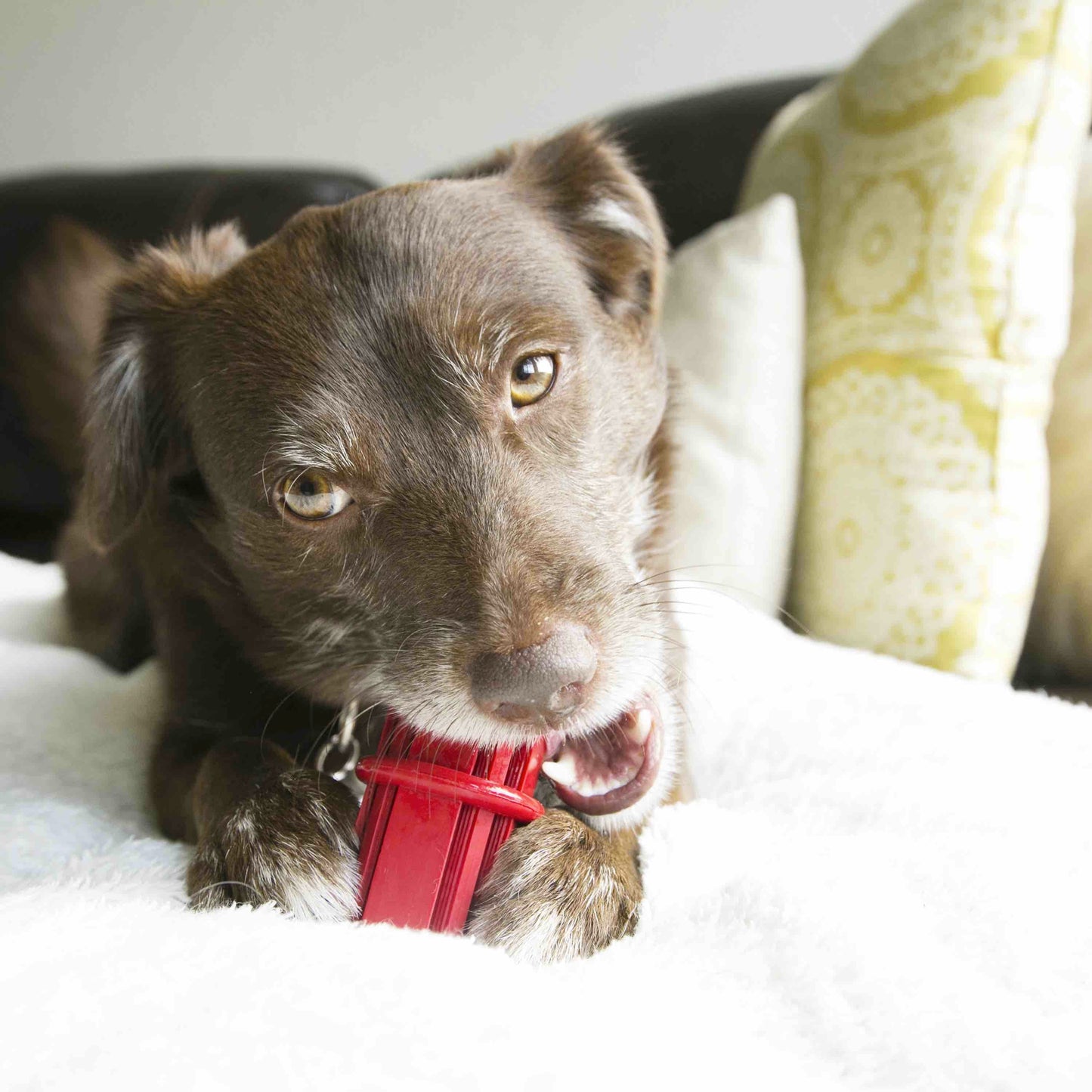 Kong - Dental Stick - Medium Harmony Pet Supplies Scarborough