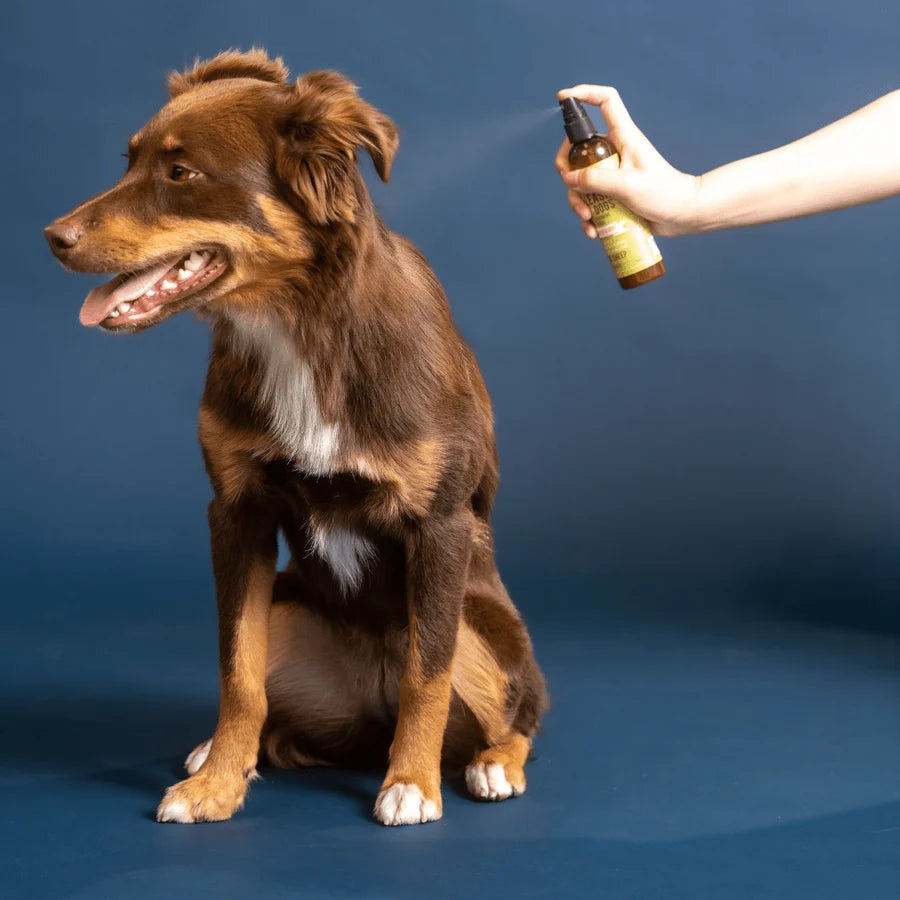 A brown and white dog sits on a blue studio background while a person's hand holds a small amber spray bottle toward it. No brand text is visible on the bottle at Harmony Pet Supplies, Scarborough.