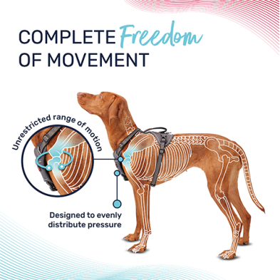 Dog wearing a harness with anatomical diagram highlighting 'Complete Freedom of Movement' on a white background at Harmony Pet Supplies, Scarborough.