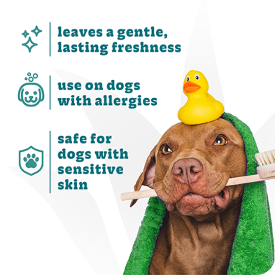 A brown dog wrapped in a green towel and holding a toothbrush, with a yellow rubber duck on its head. Teal text on the left reads: 'leaves a gentle, lasting freshness', 'use on dogs with allergies', and 'safe for dogs with sensitive skin' at Harmony Pet Supplies, Scarborough.