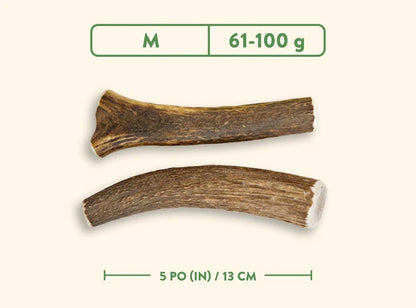 Two pieces of brown pet jawgler antler chew treat with measurement details medium - Harmony Pet Supplies | Scarborough, Pickering, Ajax, Whitby, North York.