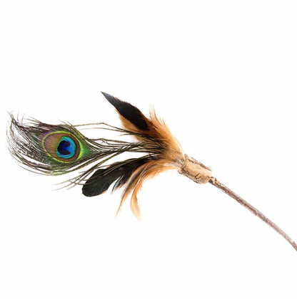 Peacock feather on a white background