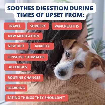 Person holding a dog with a list of conditions that can cause upset digestion and under the weather bland diet at Harmony Pet Supplies, Scarborough.