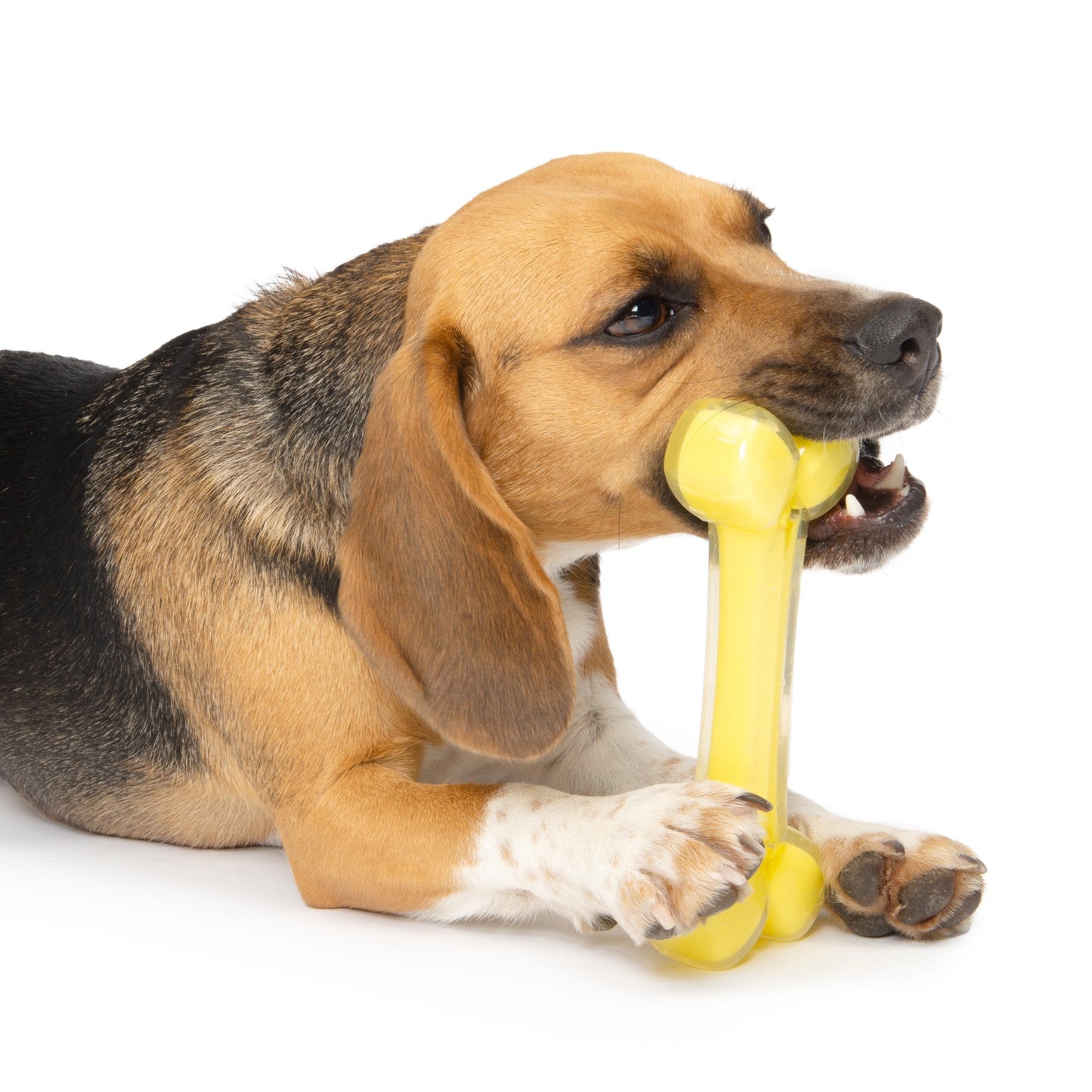 Dog playing with a yellow bone-shaped toy on a white background at Harmony Pet Supplies Scarborough