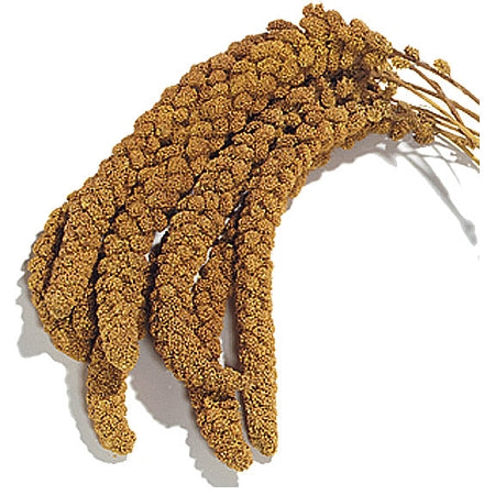 Spray Millet